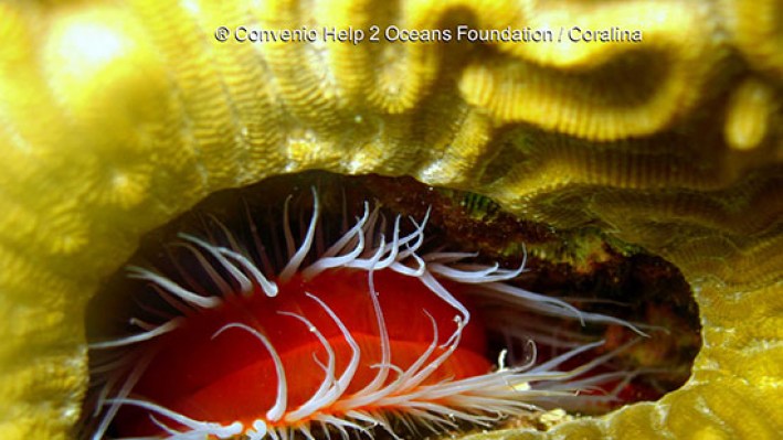 Bivalves (24)